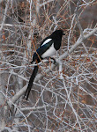 Black-billed Magpie