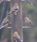 Pine Siskin and American Goldfinches