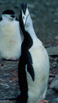 Chinstrap penguin baying