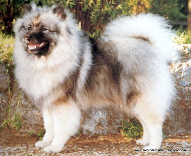 blog sul cane e i cuccioli Le razze del gruppo 5 IL WOLFSPITZ