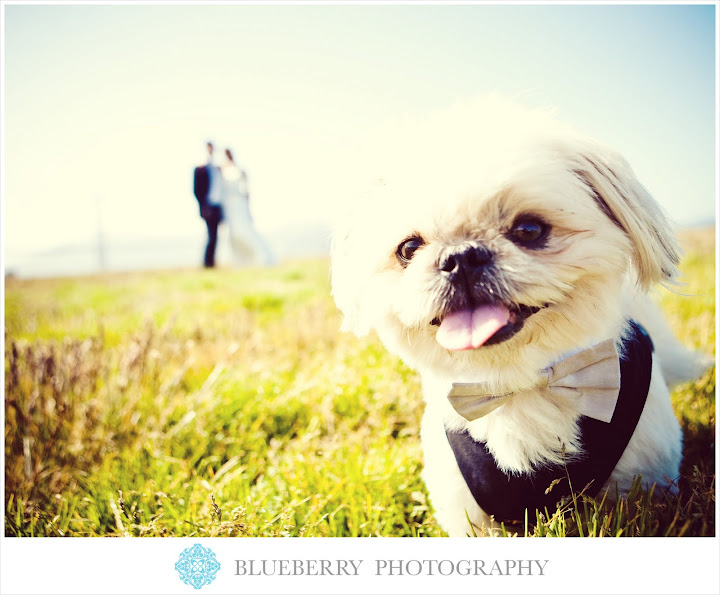 bay area wedding photographer