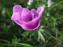 A deep pink anemone