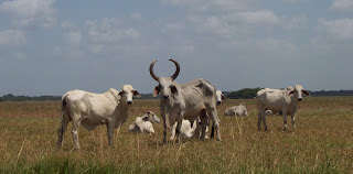 Sabana y ganado criollo, pariente