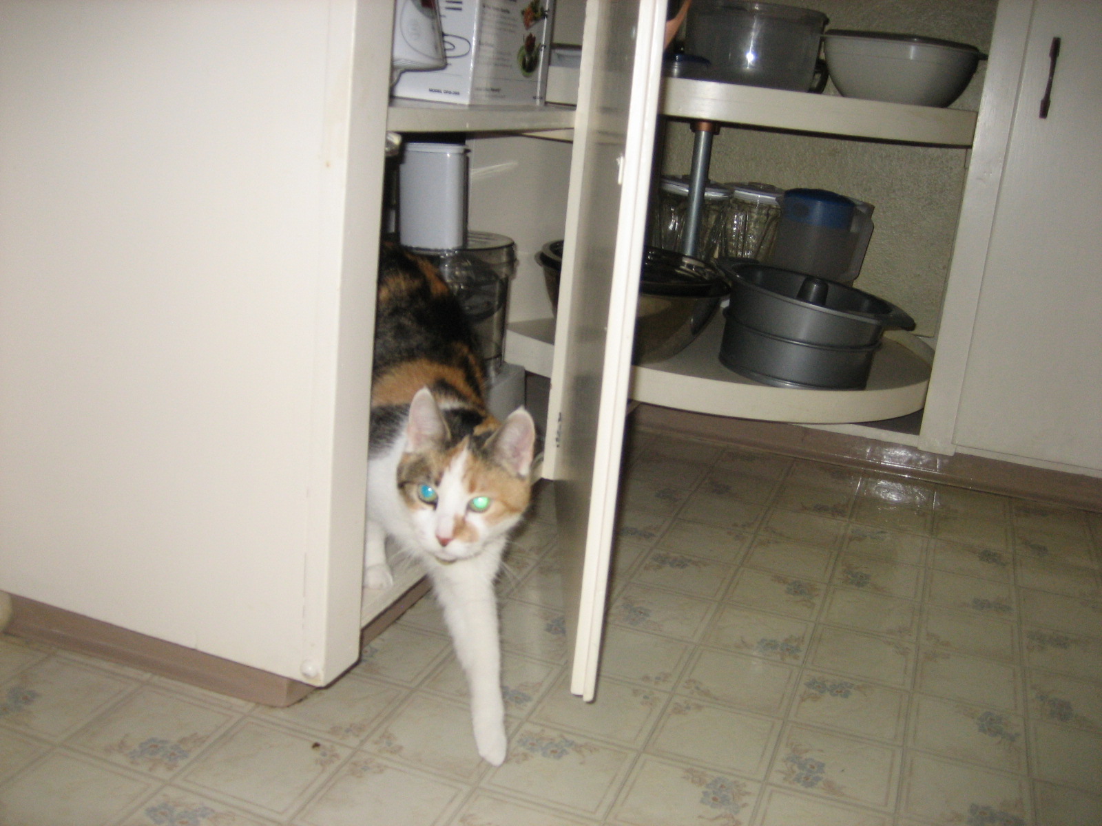 [cat+escape+1.JPG]