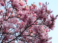 MANDORLO IN FIORE : QUANTA BELLEZZA E VIRTU'