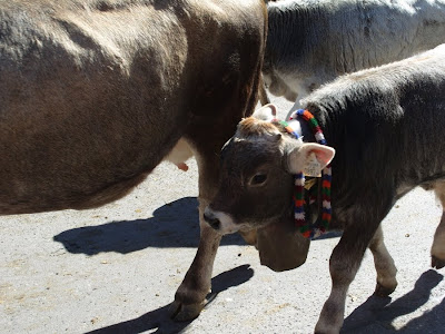 Lieber Gast Tiroler Zugspitz Arena Wir Freuen Uns Sehr Dass Sie