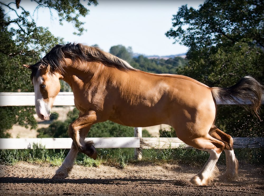 Blue Fountain Farm and Photography: “What Kind of Horses………..