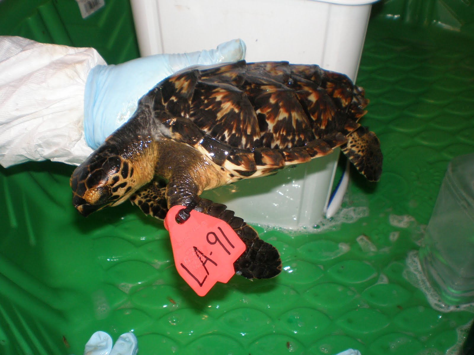 Were Turtle