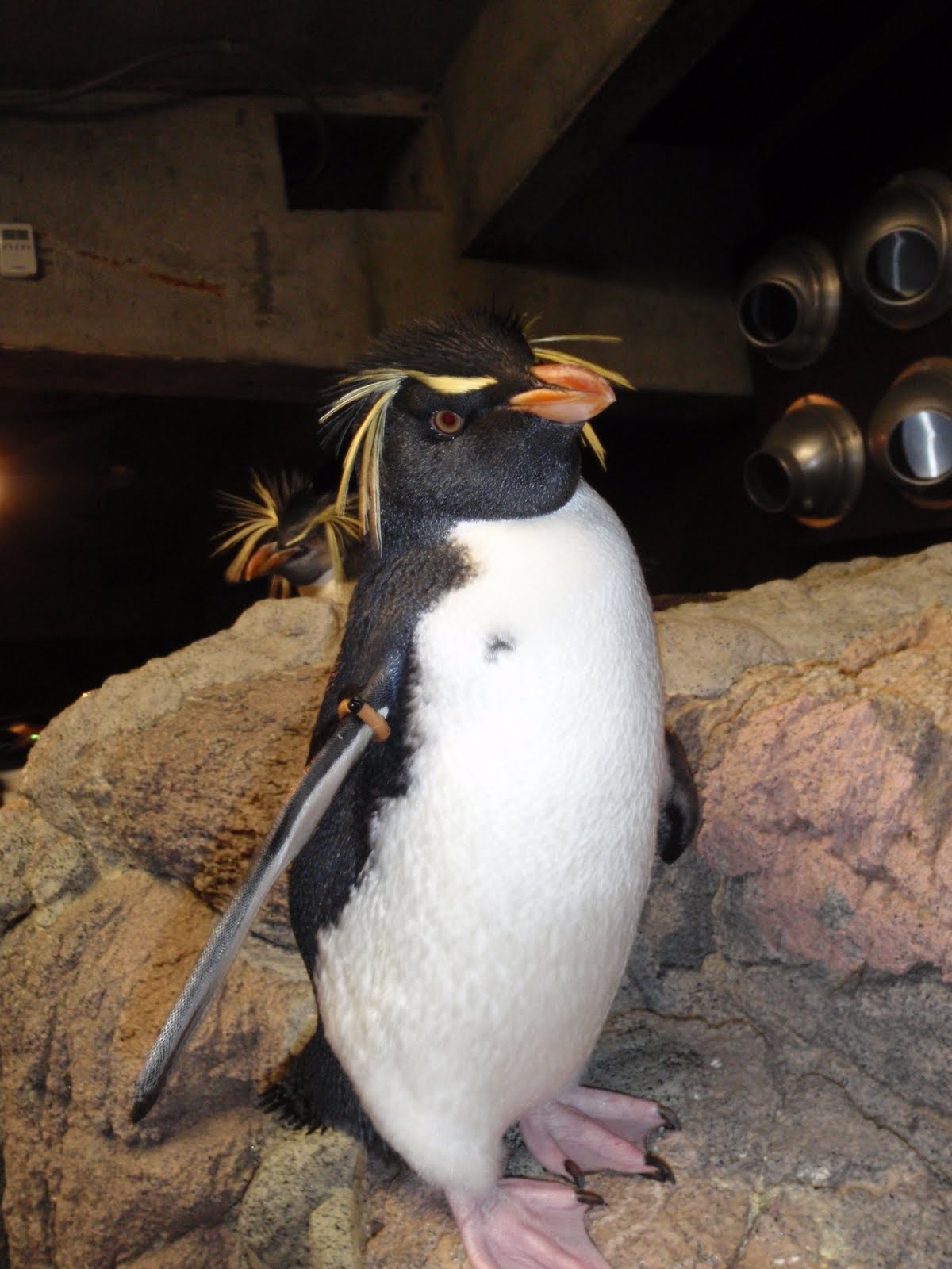 What Do Penguins Look Like