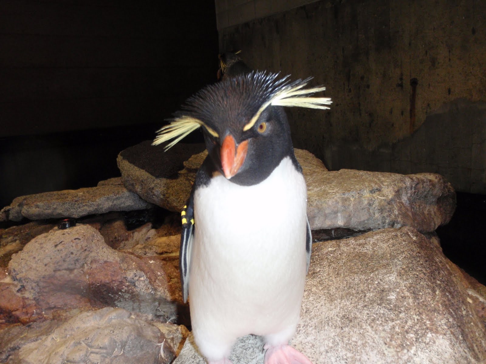 Why Do Penguins Wear Tuxedos? 