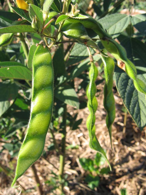 Herbal Gardens: Pigeon Pea Herbal Gardens: Pigeon Pea