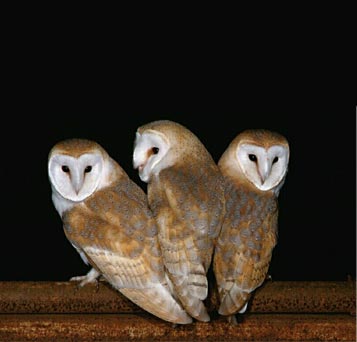 Owl Pictures Pictures of all Owl Pictures Pictures of all