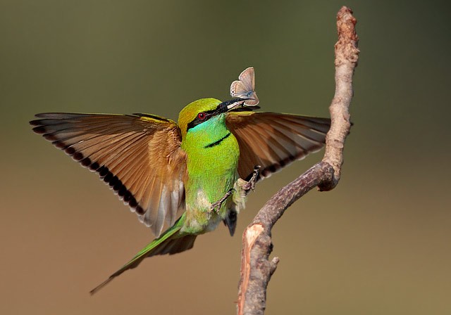 True Wild Life: Green Bee-Eater