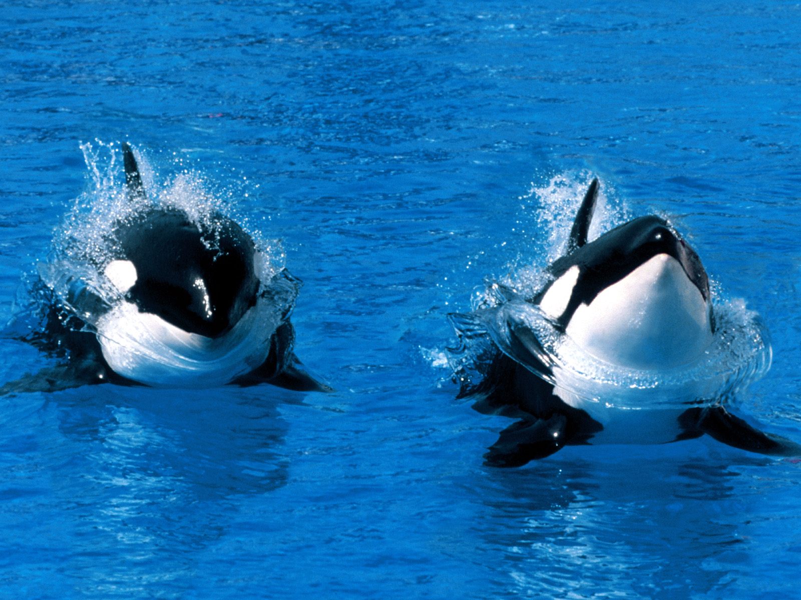 Cartoon Orca Whales
