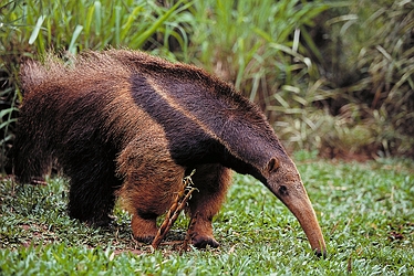Giant-anteater-4059%25281%2529.jpg