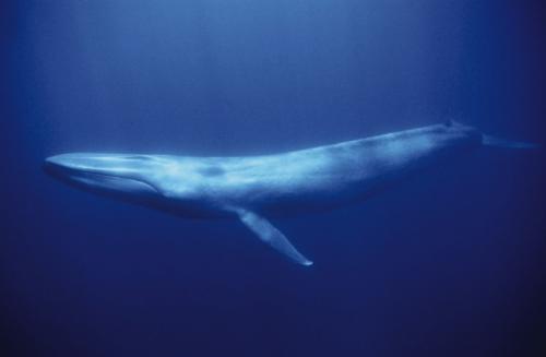 Blue Whale