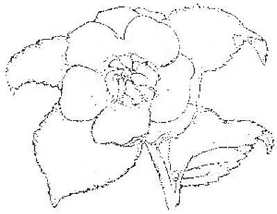 I am posting two digitals of one pica rose drawing that I reworked and 