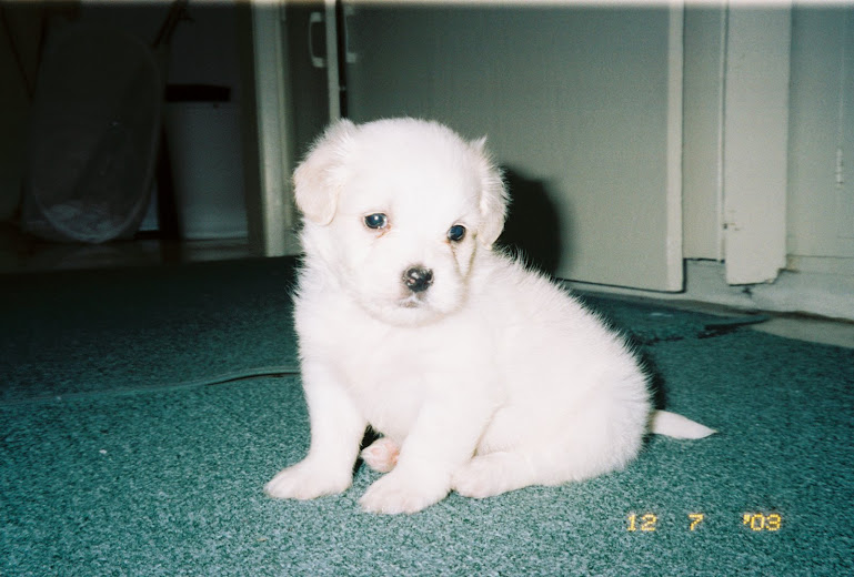 Kiki - When I was a Puppy