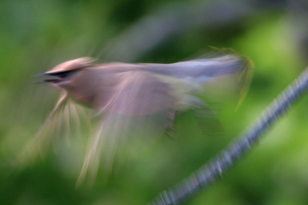 [bird1.jpg]