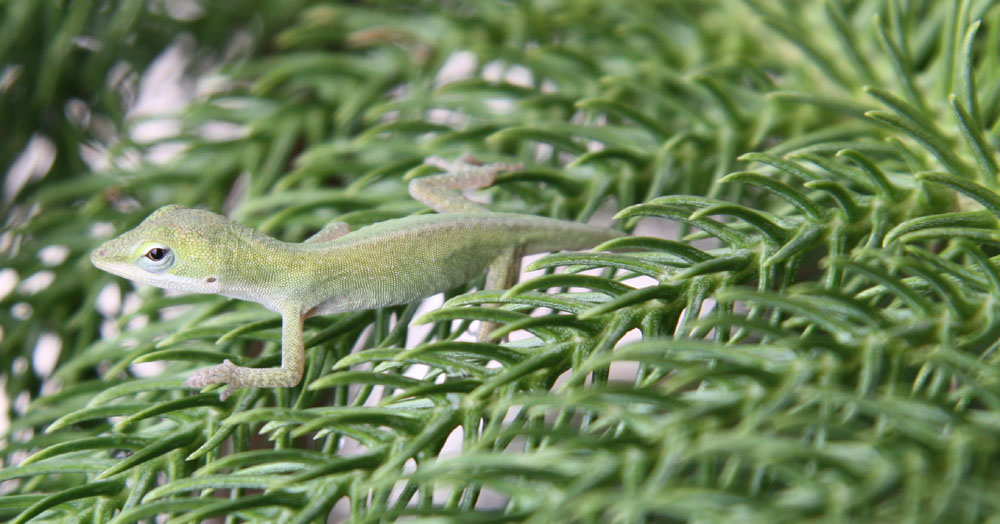 [Anole2.jpg]