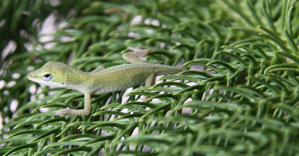 [Anole2.jpg]