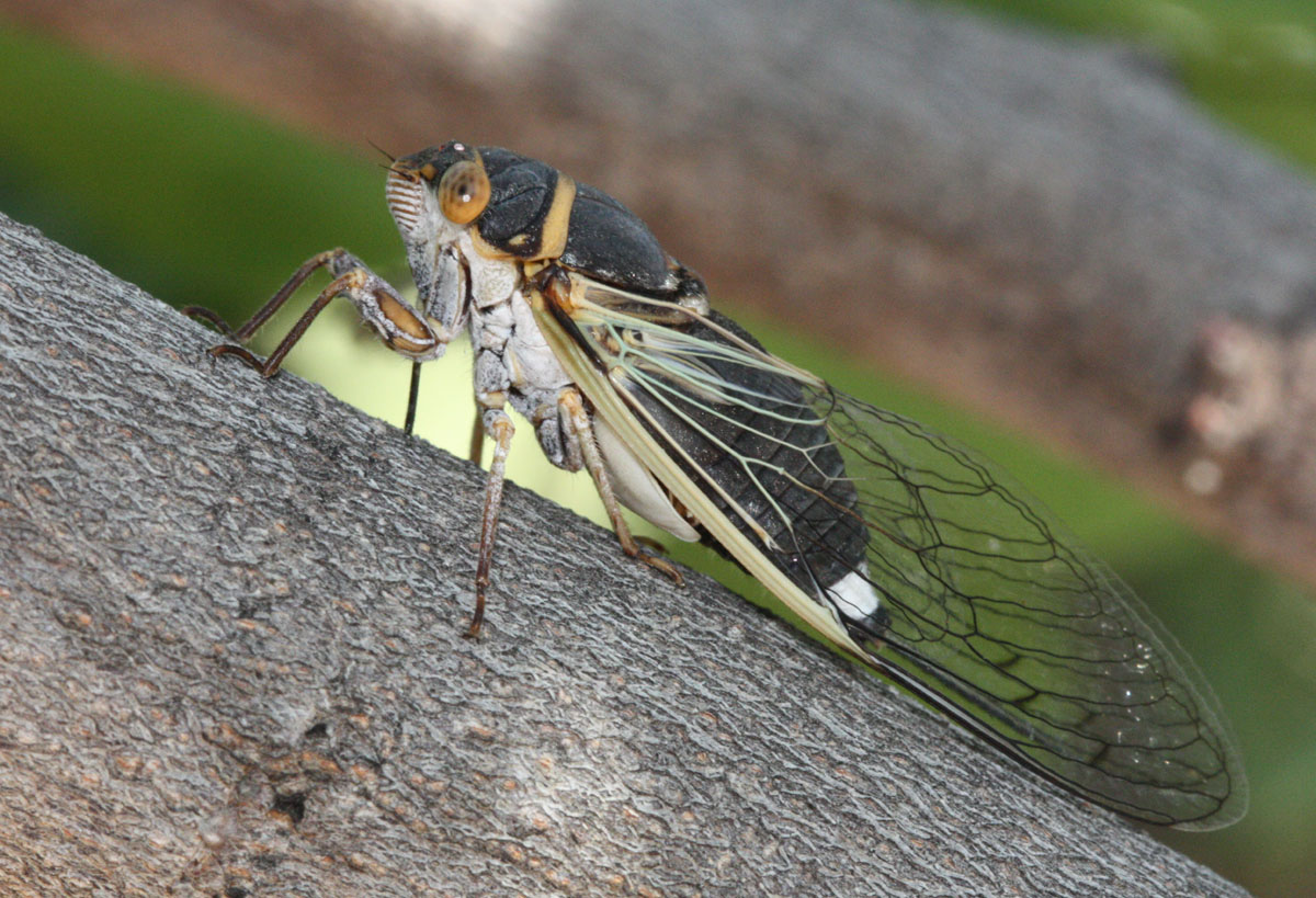 cicada season cicada season