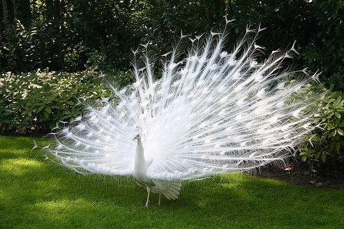 [preening_peacock.jpg]