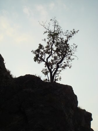 [Lone+Tree.jpg]