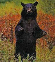 Bear in the wilderness