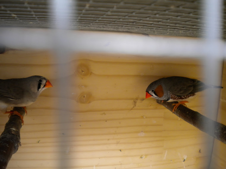 Casal mandarim gigante