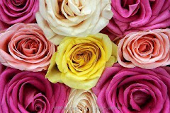 As rosas são coloridas, como toda a arte da nossa vida!