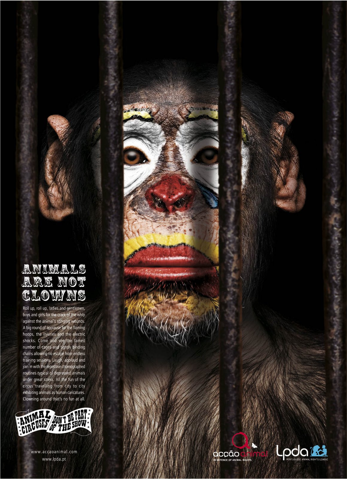 [chimp.jpg]