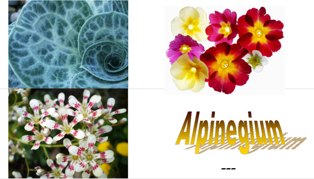 Alpinegium