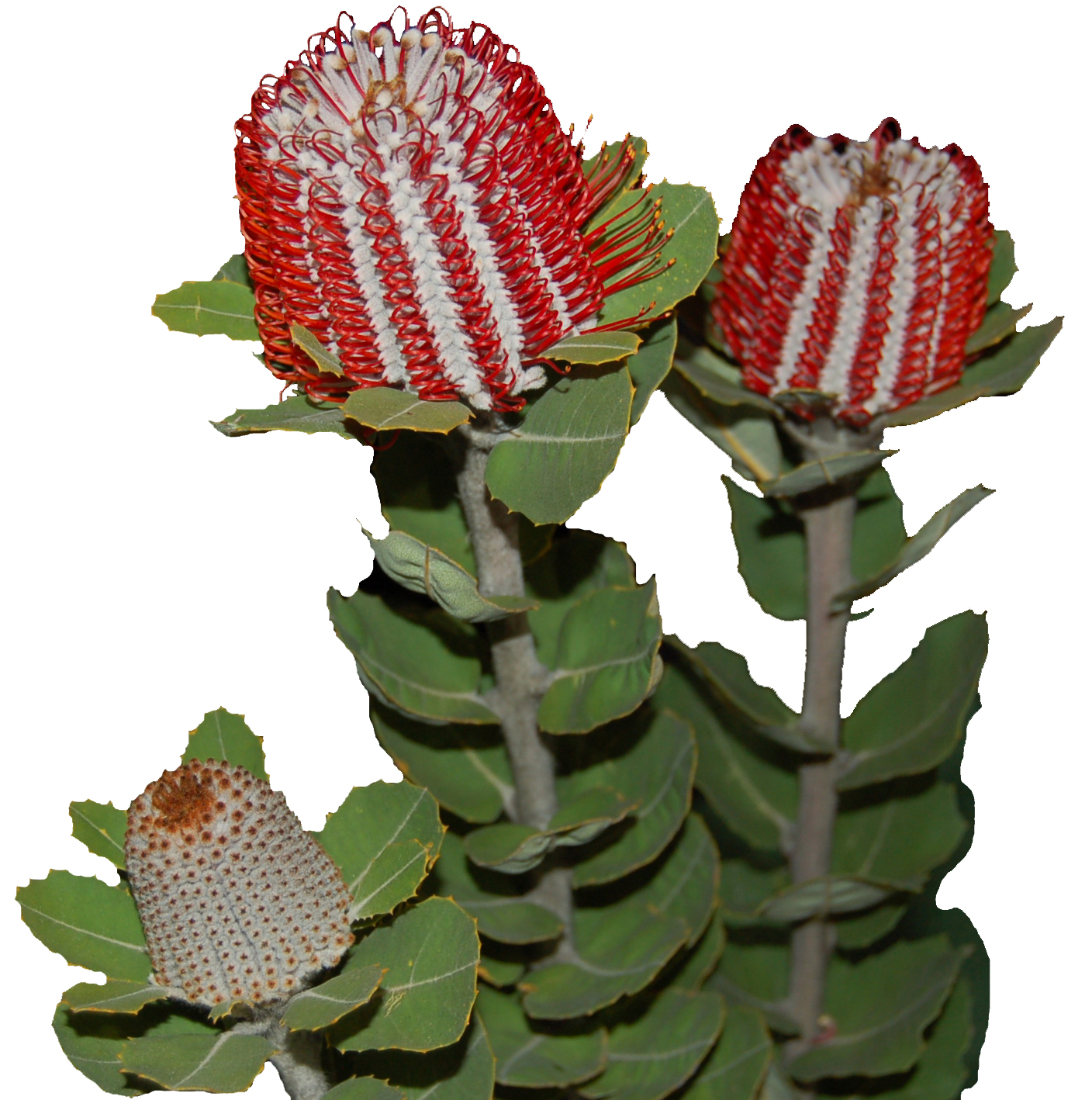 A Passion for Flowers Banksia