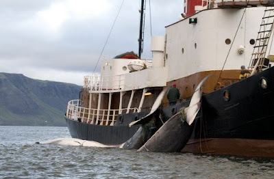 Coral Islandia+mata+ballenas+190609