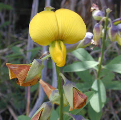 Legume unique to Somalia