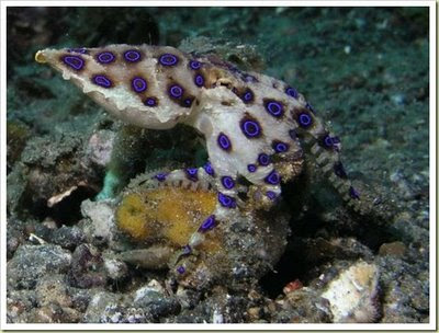 Blue Ringed Octopus (Gurita Lingkaran Biru) - 10 Jenis Hewan Yang Sangat Mematikan - www.simbya.blogspot.com