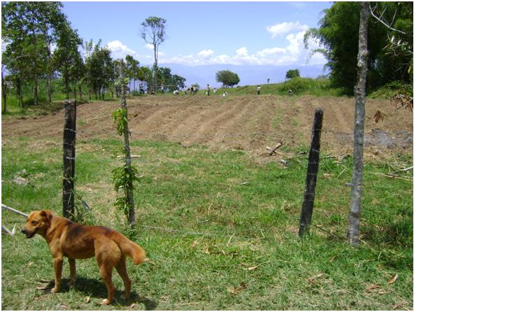 Zona de cultivos