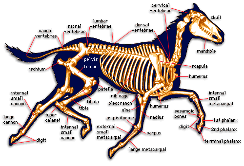 [skeleton-of-the-horse.gif]
