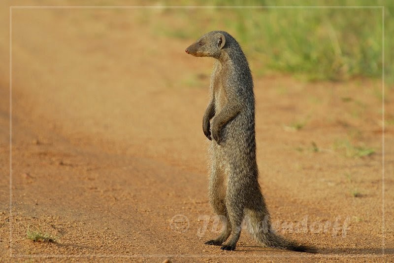 Main prey of Banded mongoose are birds | Plants and animals