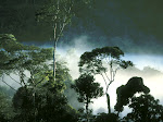 contoh hutan tropis