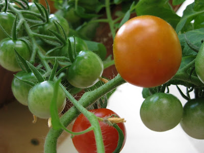Tiny Tomato