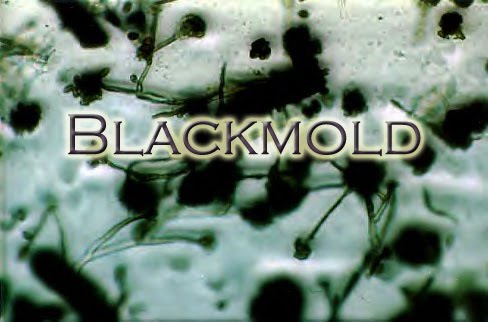 Blackmold