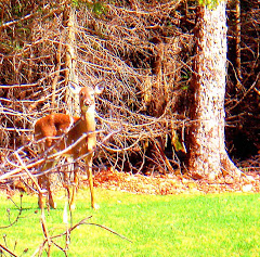 Mukoka Visitor April 11