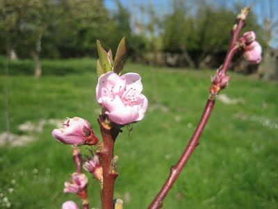 plumcot