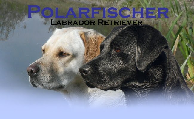 Polarfischer Labrador Retriever News