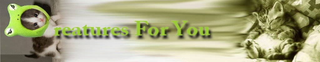 Creatures For You