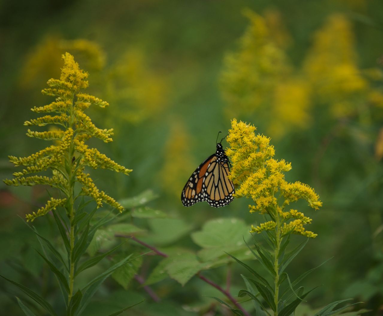 Flower Hill Farm Wildflowers for Birds, Butterflies and Bees