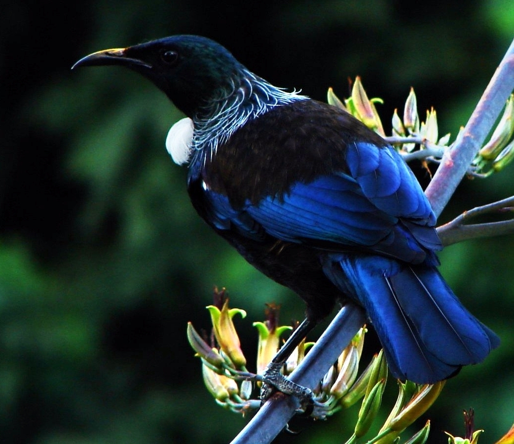 birds of new zealand