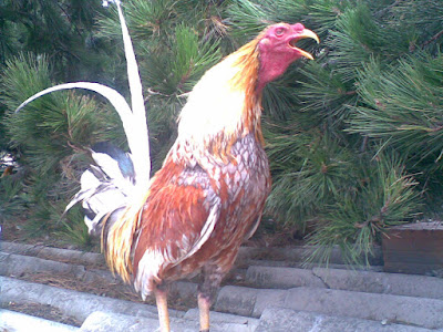 gallo de color cenizo cantando admirando la mañana